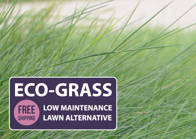 Eco Grass